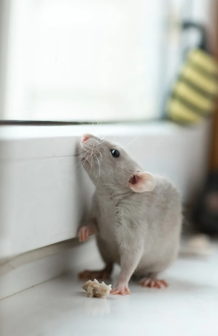 Curious gray rat sniffing near a windowsill with a small piece of food on a white surface.