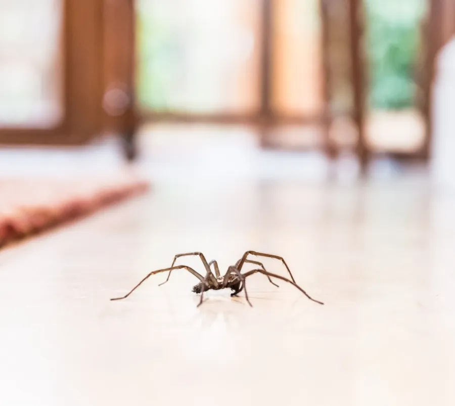 Close-up of a spider crawling on a smooth indoor floor near a textured rug in natural light.
