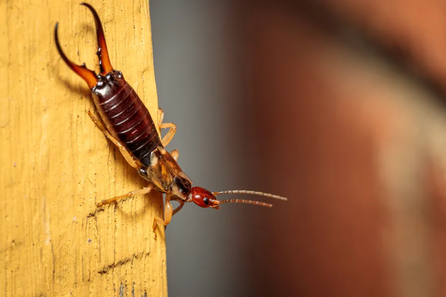 Close-up of an earwig with reddish body and pincers on a yellow wooden surface indoors.