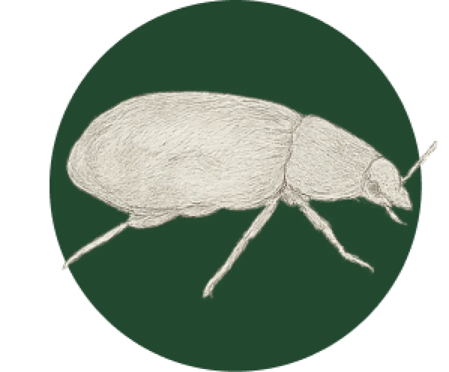 Detailed pencil sketch of a beetle with fine textured body on a dark green circular background.