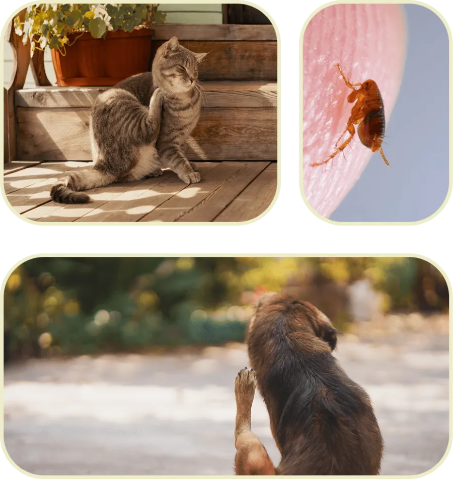 Cat and dog scratching themselves outdoors, flea close-up on human skin, highlighting pet flea infestation issues.