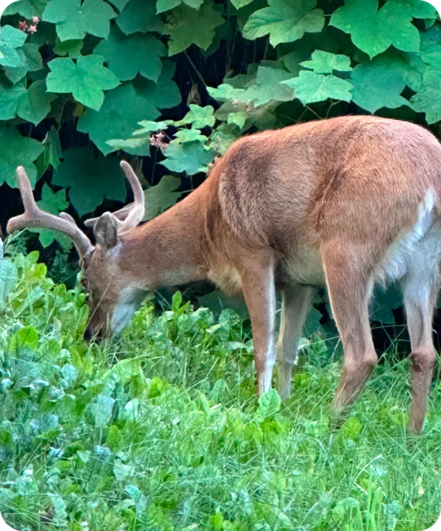 a deer eating grass