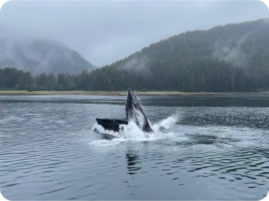 a whale jumping out of the water