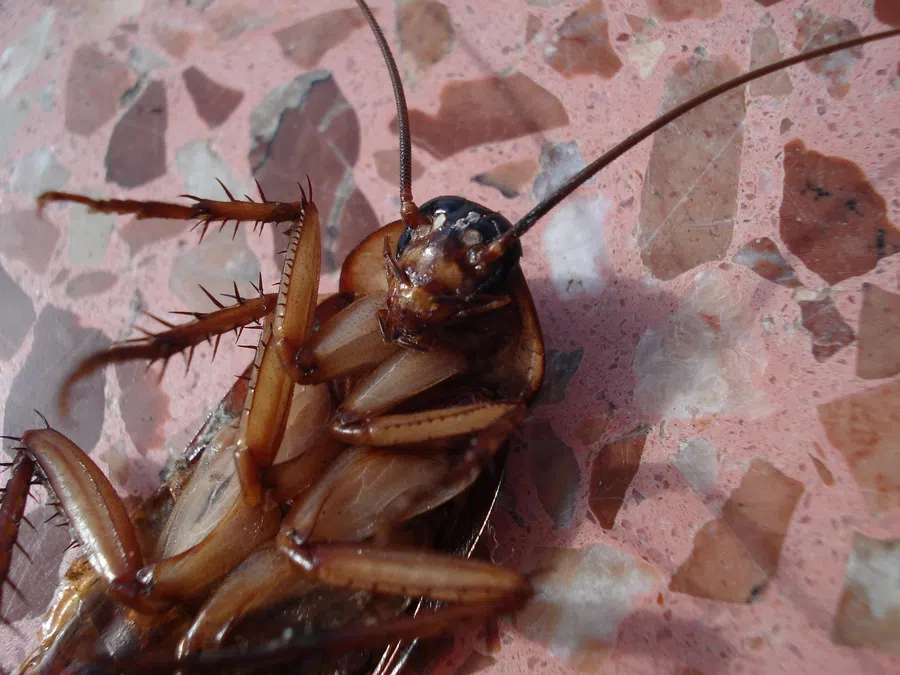 Close-up of a brown cockroach lying on its back on a pink and brown tiled surface.