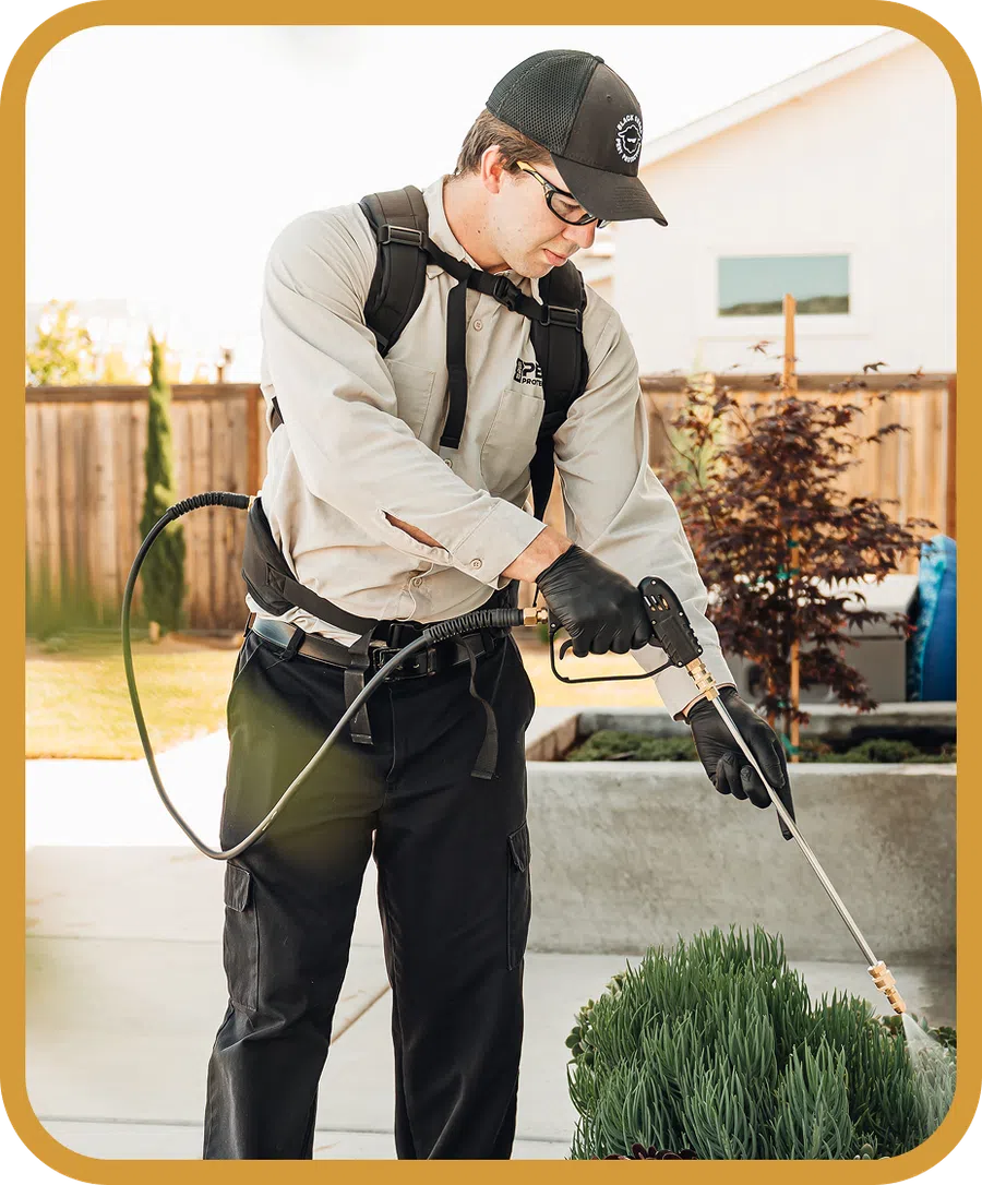 Technician applying outdoor pesticide treatment to plants wearing protective gear on sunny day.