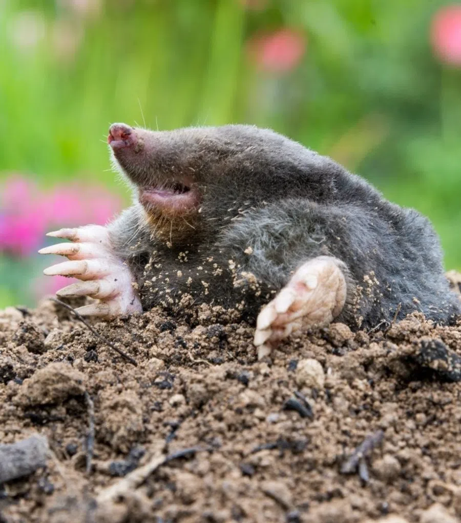 Close-up of a mole emerging from soil with pink flowers blurred in the green background.