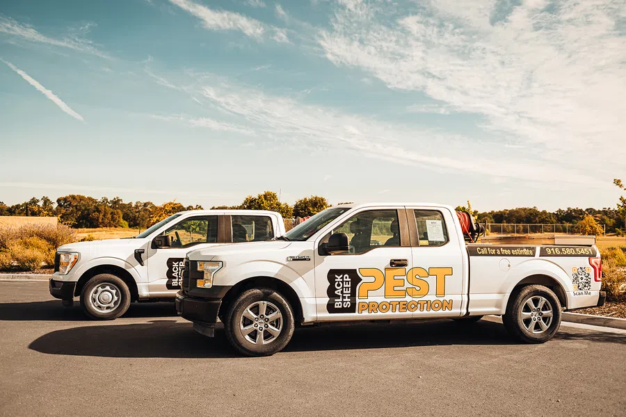Two white Black Sheep Pest Protection pickup trucks parked side by side under a partly cloudy sky.