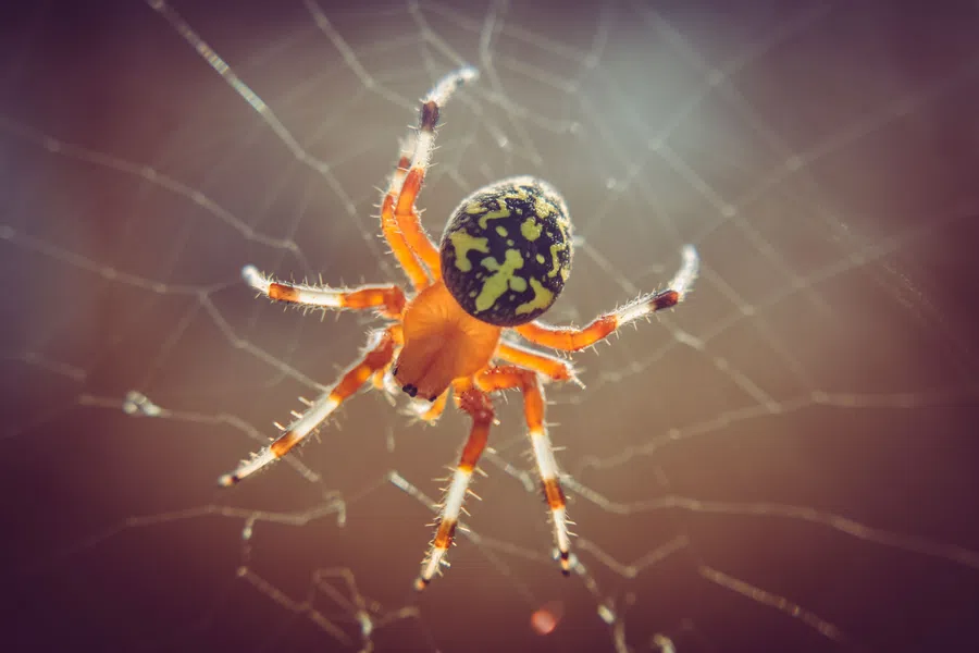 Close-up of an orange and black spider with patterned abdomen on its detailed web under soft light.