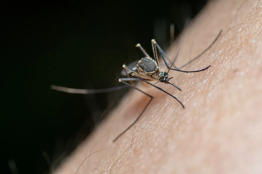 mosquito pest control