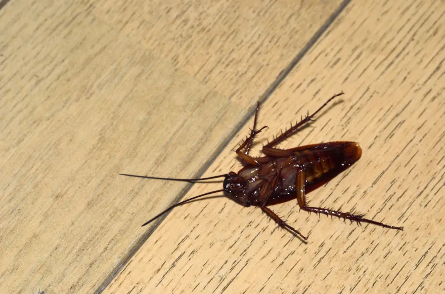a insect on a wooden surface