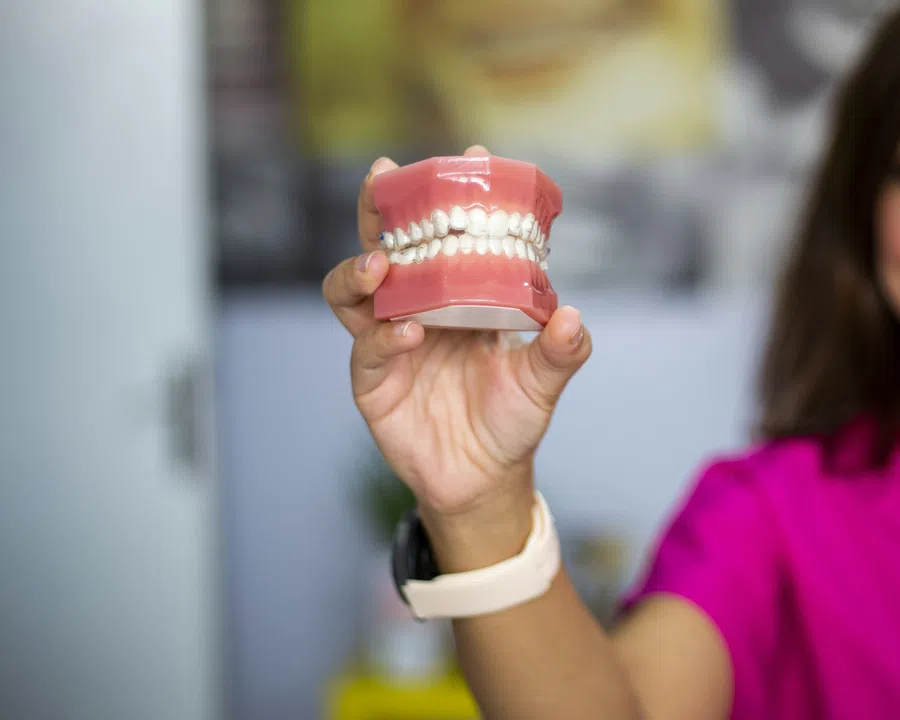 Hand holding a dental model showing upper and lower teeth and gums for dental education.
