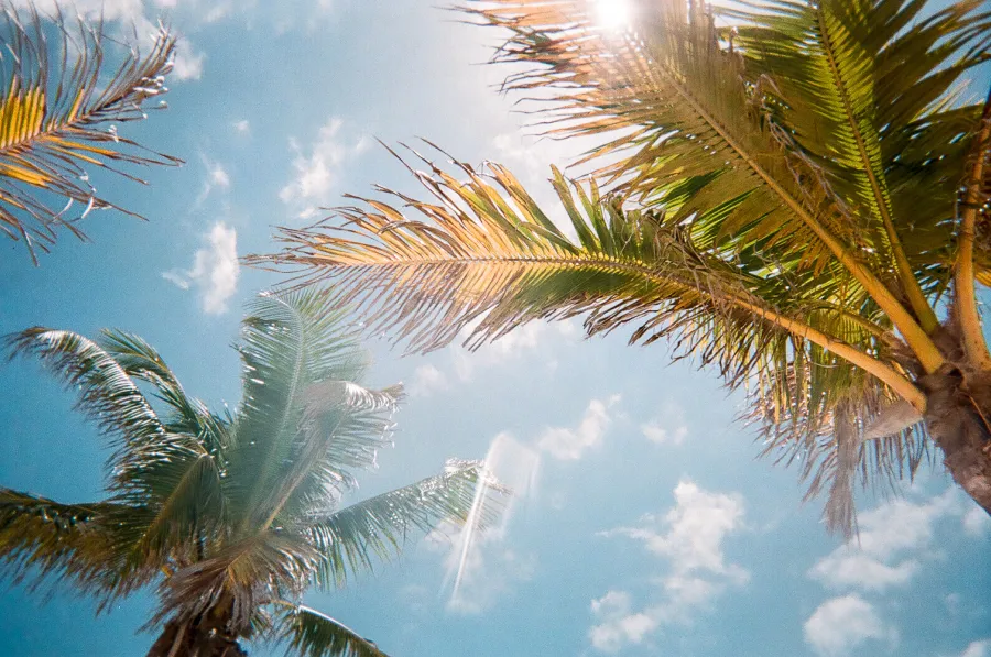 a group of palm trees