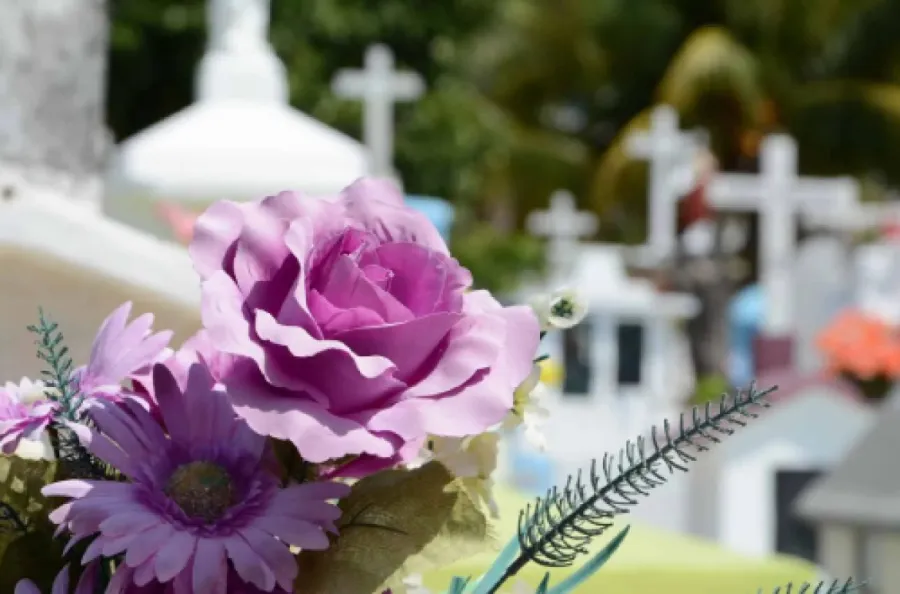 Close-up of purple flowers placed at a grave with blurred white crosses in the background.