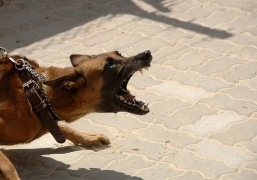 Brown dog with bared teeth barking aggressively while pulling on a leash on a paved surface.