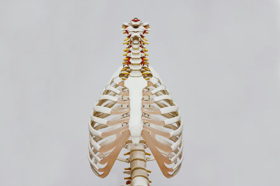 Detailed model of human spine showing cervical, thoracic, and lumbar vertebrae against white background.