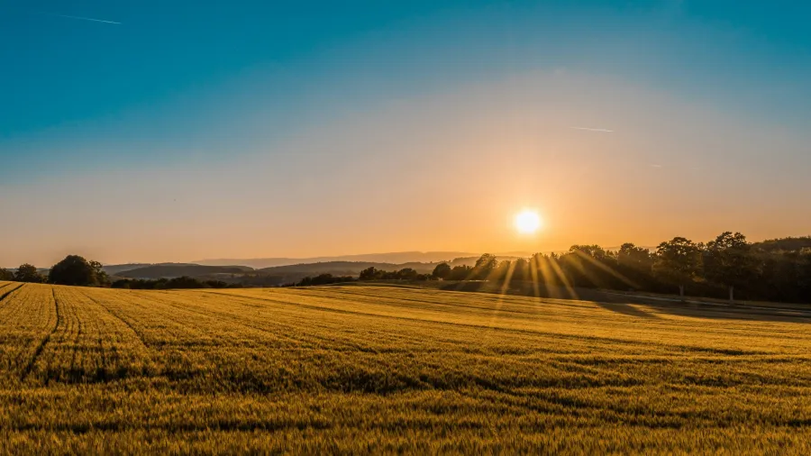 Golden wheat field bathed in warm sunlight with trees and hills under a clear blue sky at sunset