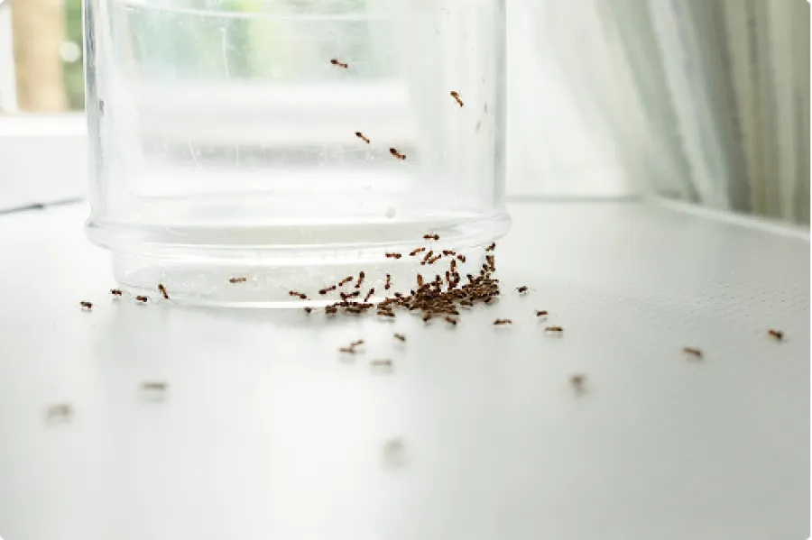 Small brown ants gathering under and around a clear plastic container on a white surface near a window.