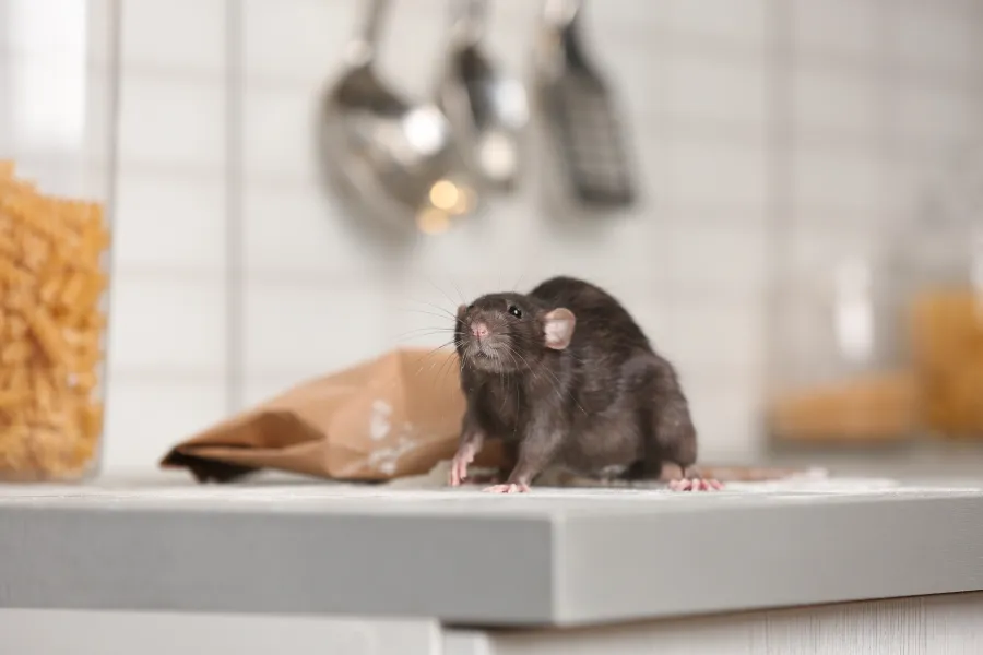 Black rat on kitchen counter near spilled flour and pasta containers in a home kitchen setting