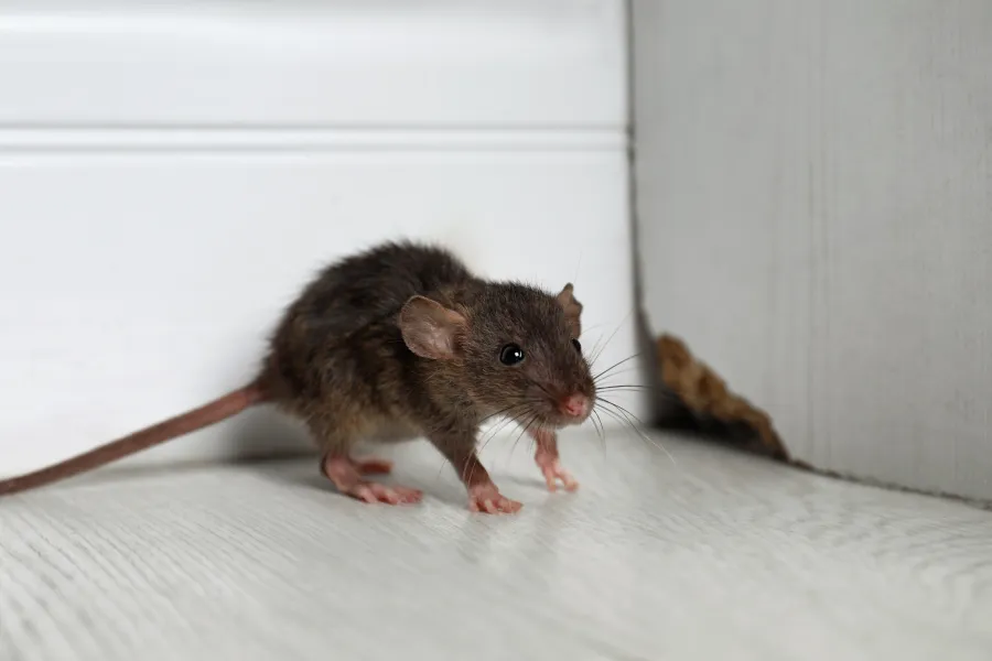 Close-up of a small brown mouse standing on a white wooden floor near a wall corner with peeling paint.