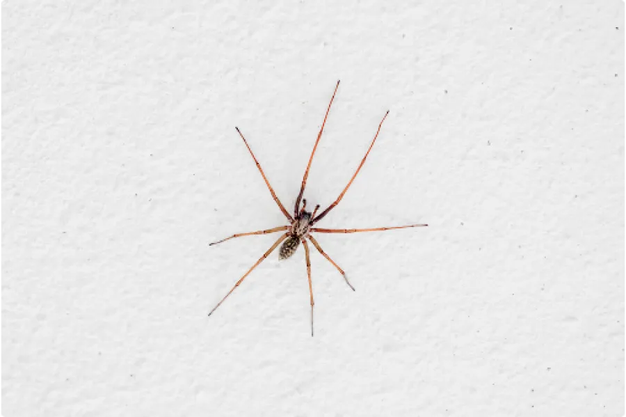 Close-up of a brown spider with long legs on a textured white surface.