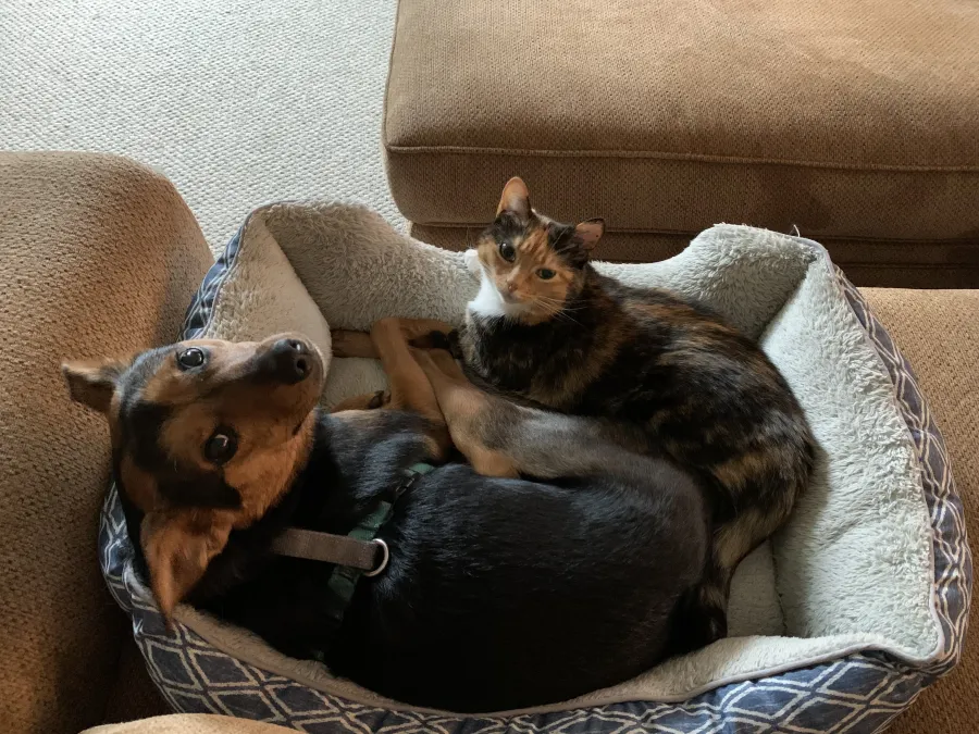 Small black and brown dog and calico cat cuddled together in a soft pet bed inside a cozy living room.