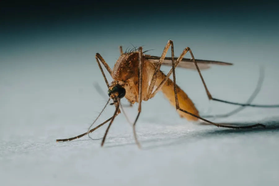 Close-up of a mosquito on a light surface showing detailed legs and wings under soft lighting