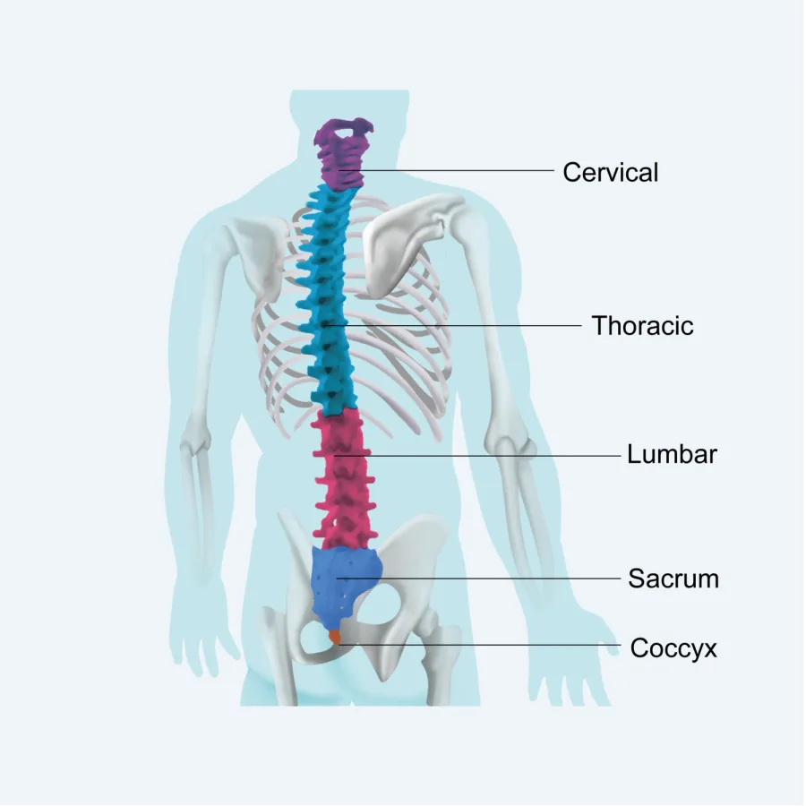 Colored diagram of the human spine showing cervical, thoracic, lumbar, sacrum, and coccyx sections labeled