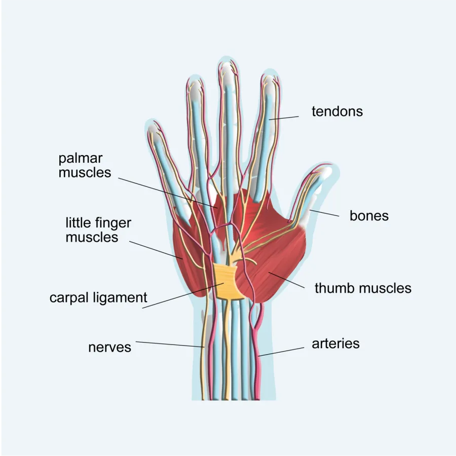 Anatomical diagram of the hand showing muscles, tendons, nerves, arteries, bones, and ligaments labeled.