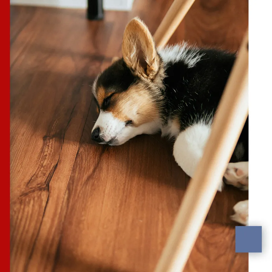 Tricolor corgi puppy sleeping peacefully on warm wooden floor near chair legs.