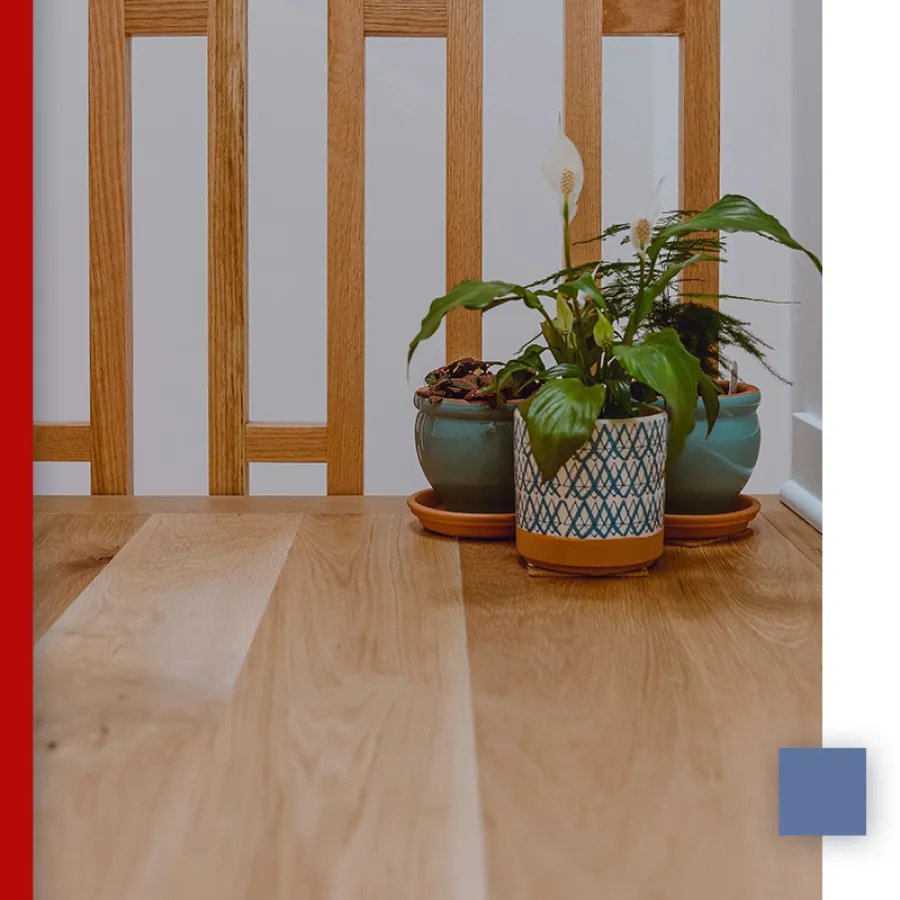 Three potted plants on a wooden floor with wooden chair backs in the background by a white wall.