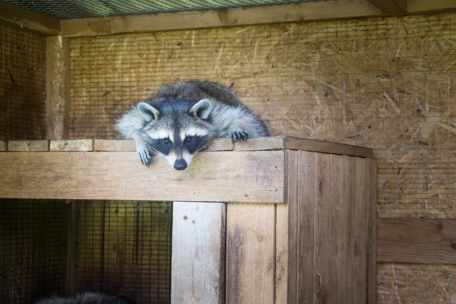 a raccoon on a wooden fence