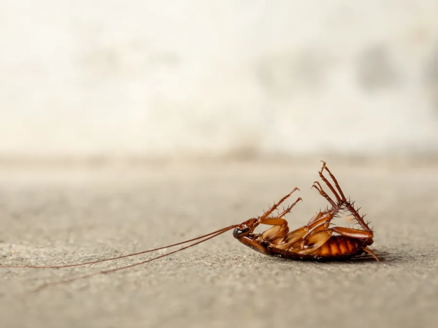 a small insect on a rope