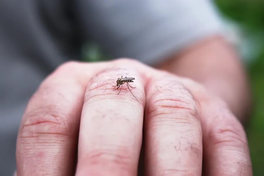 a small insect on a person's finger