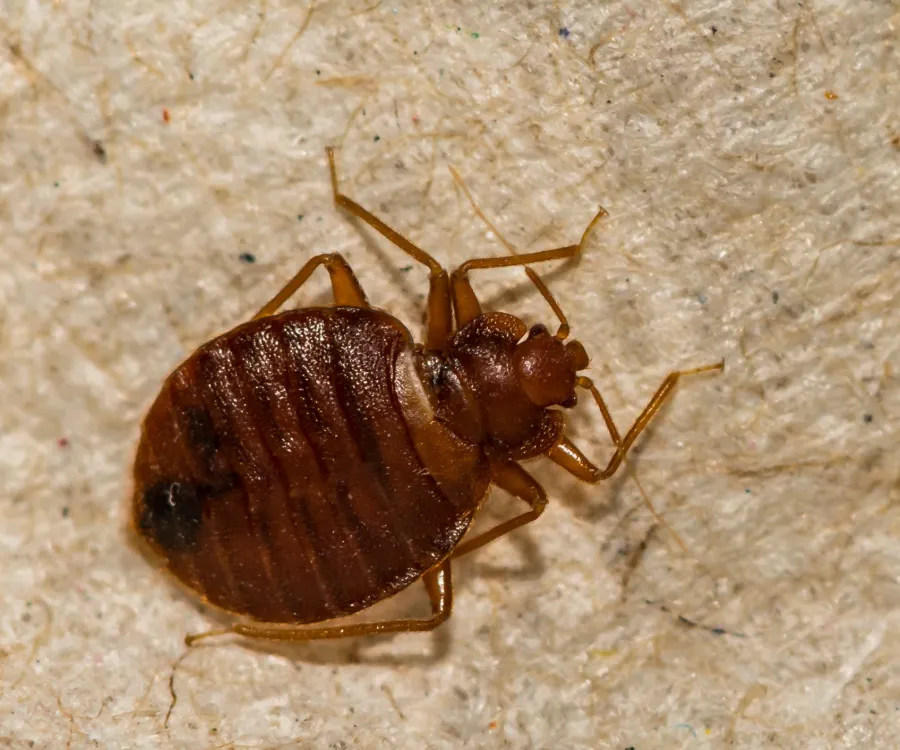 a brown beetle on a white surface