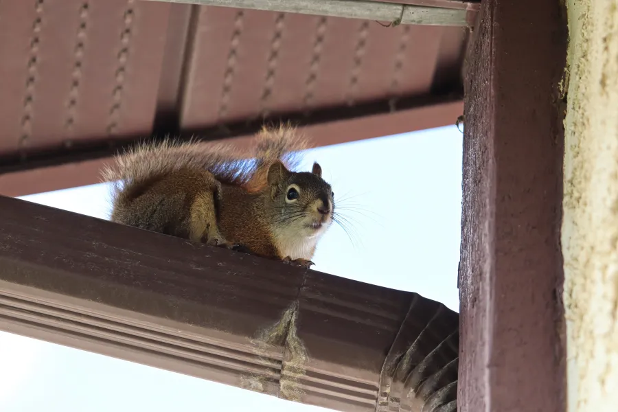 a squirrel on a window sill