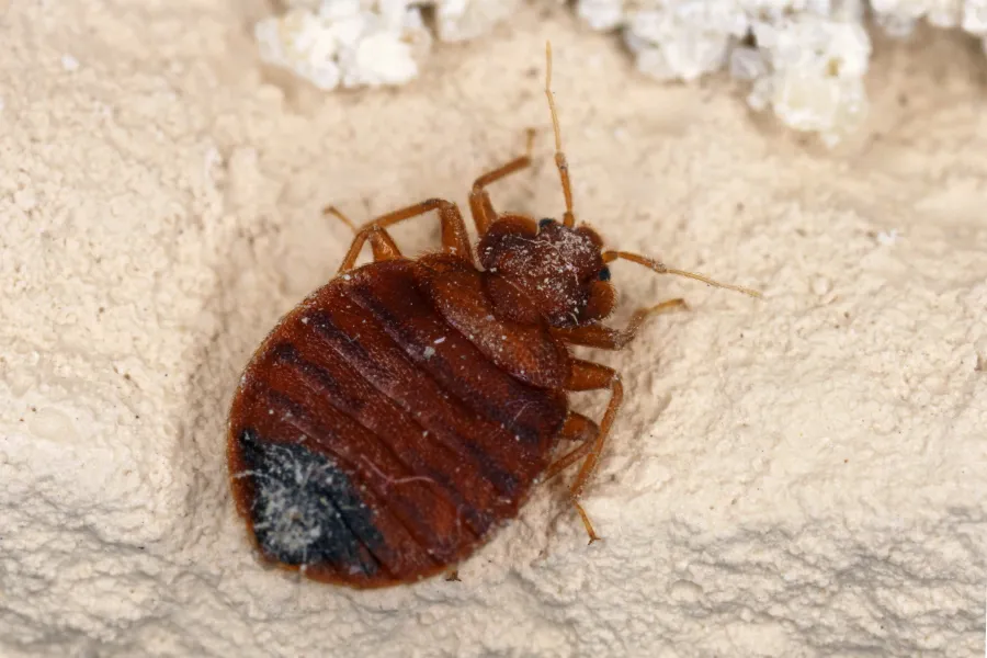 a brown moth on a white surface