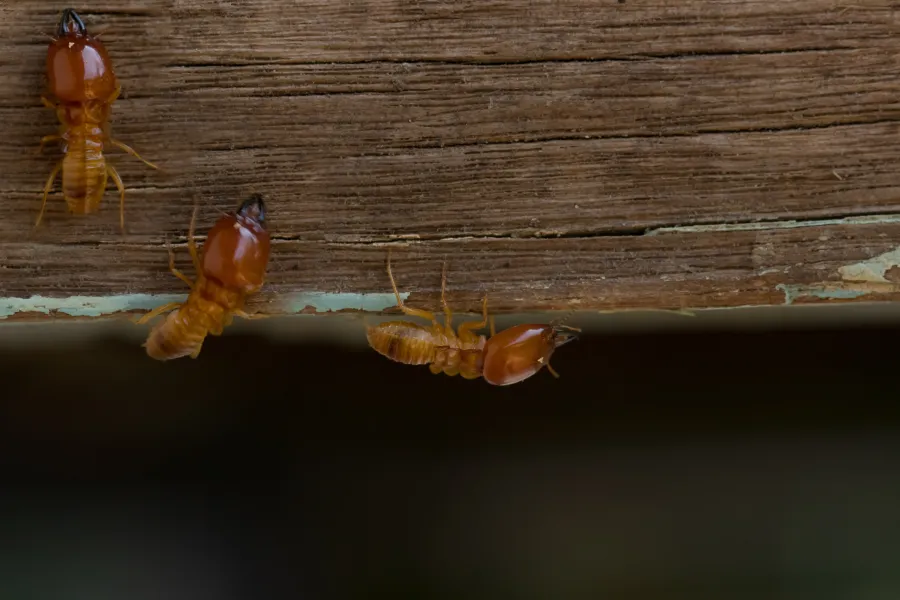 a couple of ladybugs on a wood surface