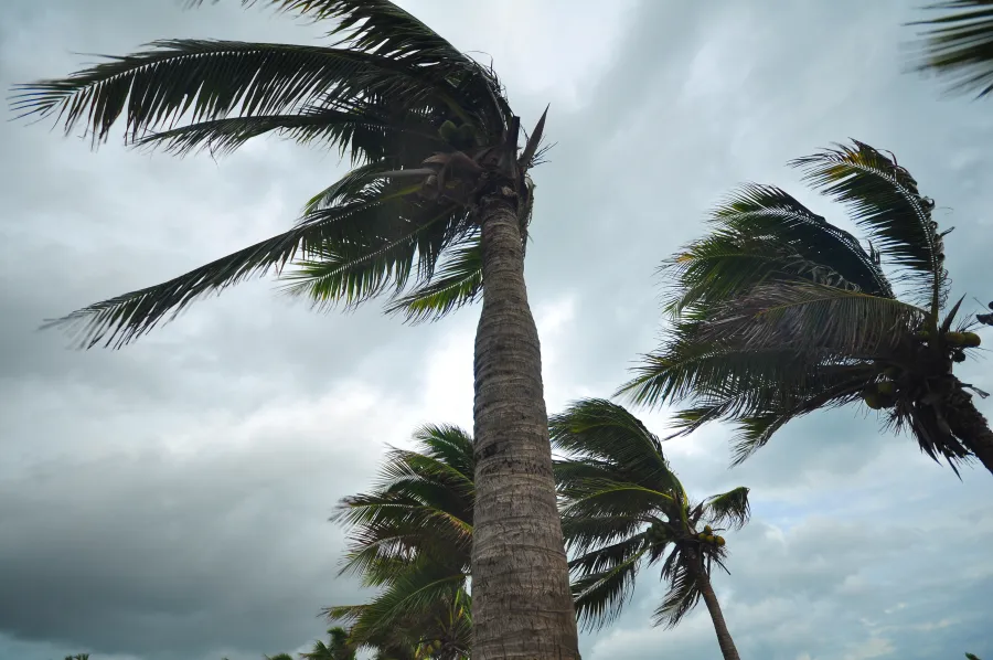 a group of palm trees