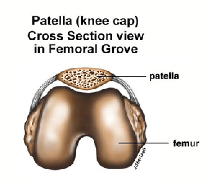Cross section view of the patella (knee cap) and femur in the femoral groove showing bone structure.