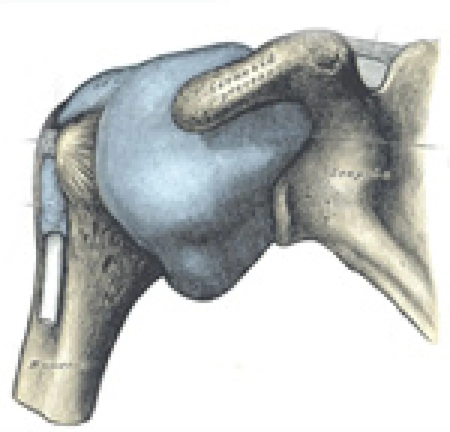 Anatomical illustration of the human shoulder joint showing bones and cartilage in detail.
