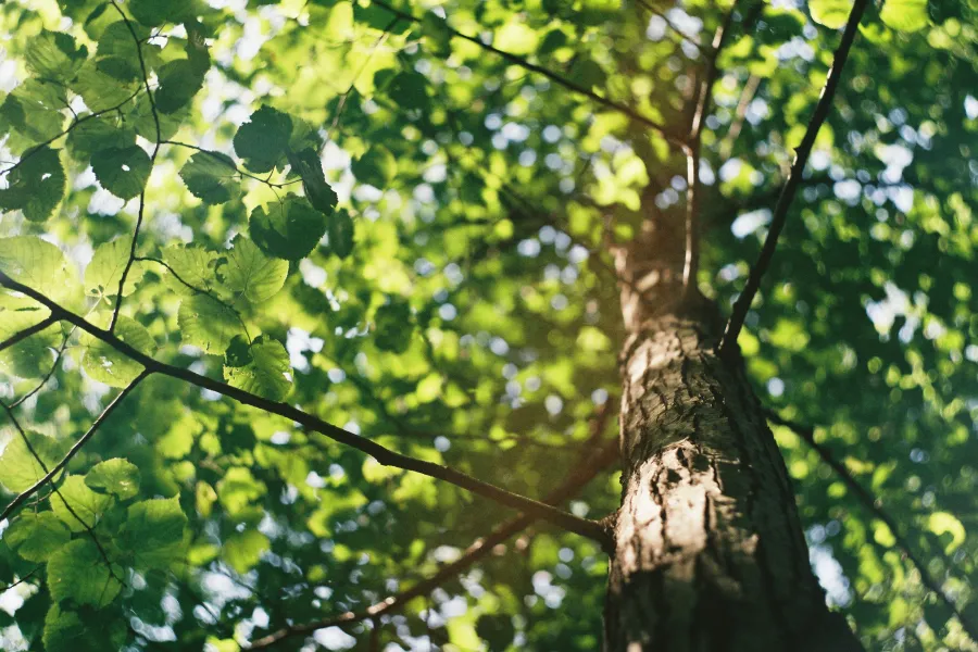 Close-up view of a sunlit tree trunk with green leaves and branches against a bright sky.