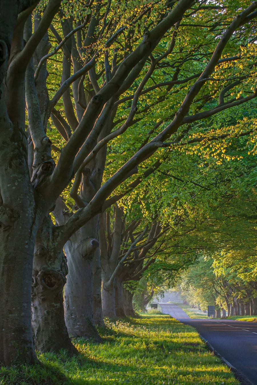Sunlit tree-lined road with dense green foliage creating a peaceful natural tunnel in early morning light