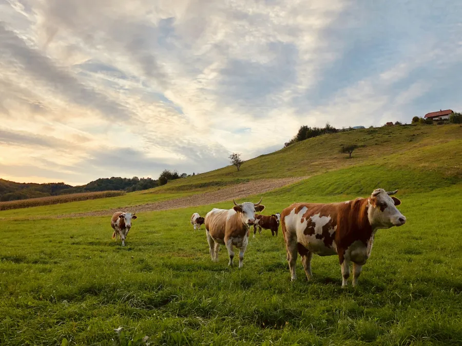 Brown and white cows grazing on a green hillside under a cloudy sunset sky in a rural landscape.