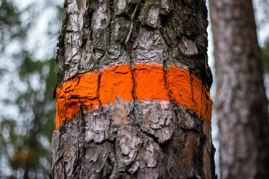 a tree with a red and orange substance on it