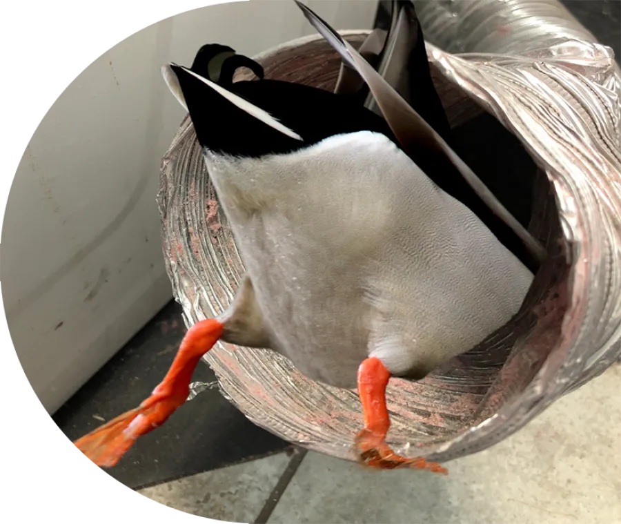 Mallard duck upside down with its tail and orange legs sticking out of a metal ventilation duct indoors
