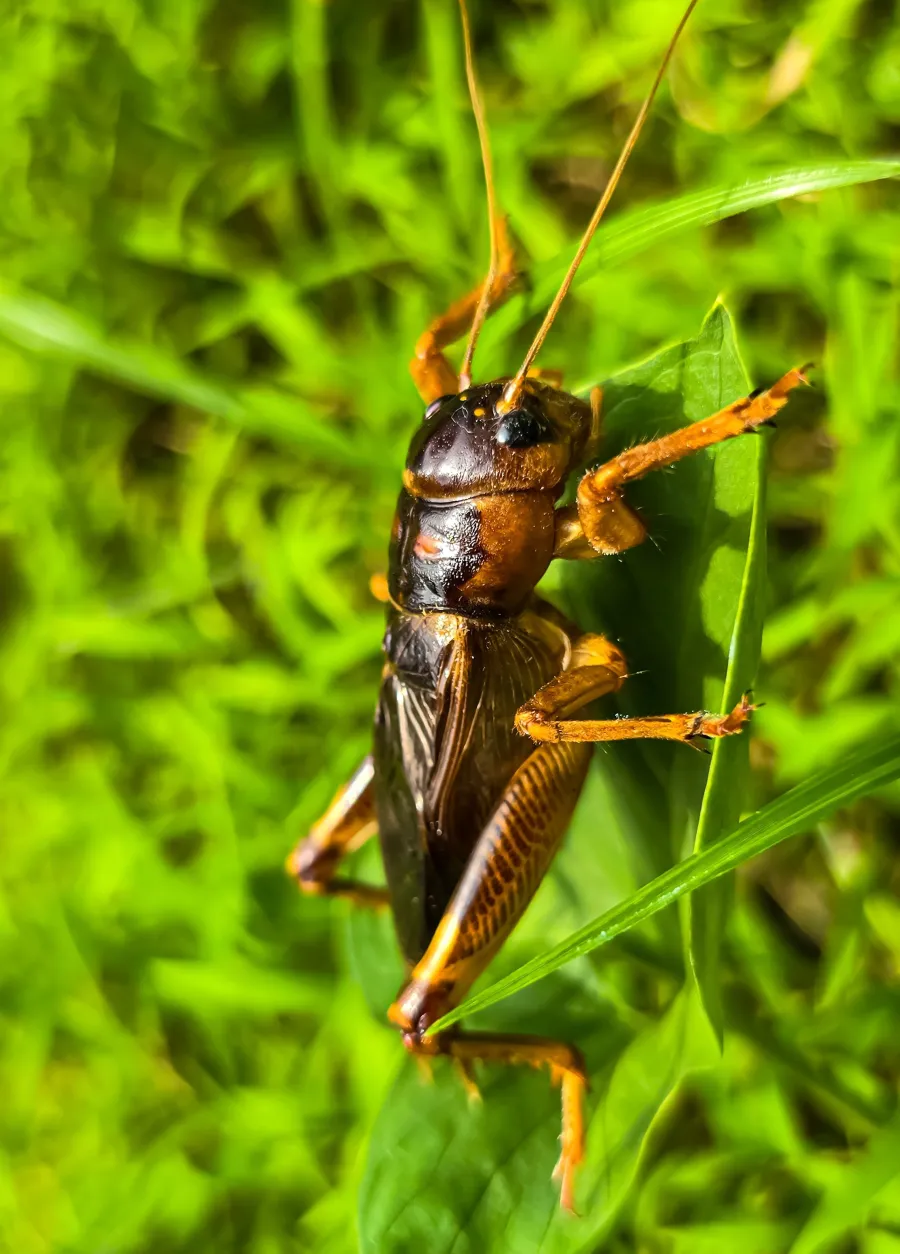 a close up of a bug