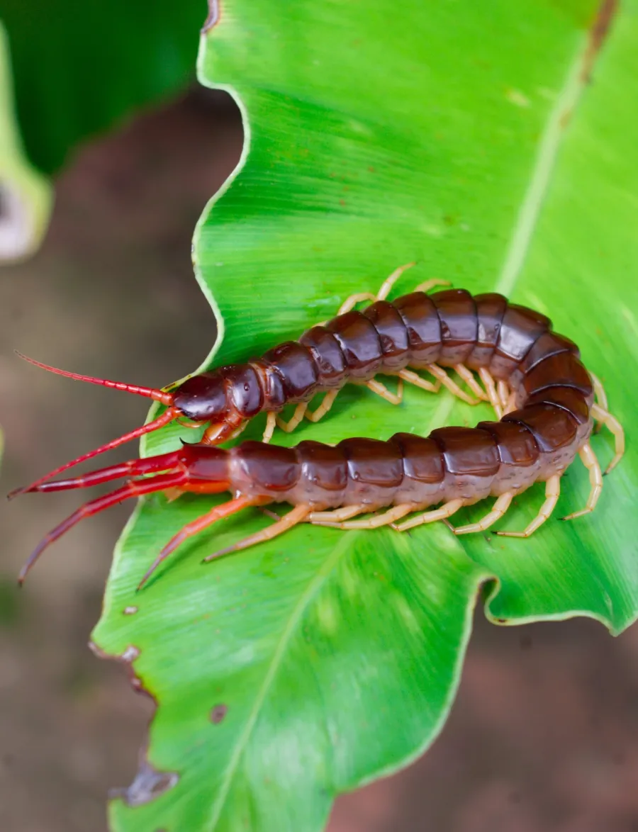 a bug on a leaf