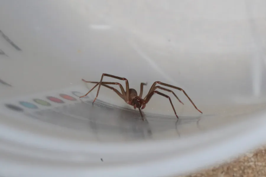 Close-up of a brown spider inside a transparent container with a color chart in the background