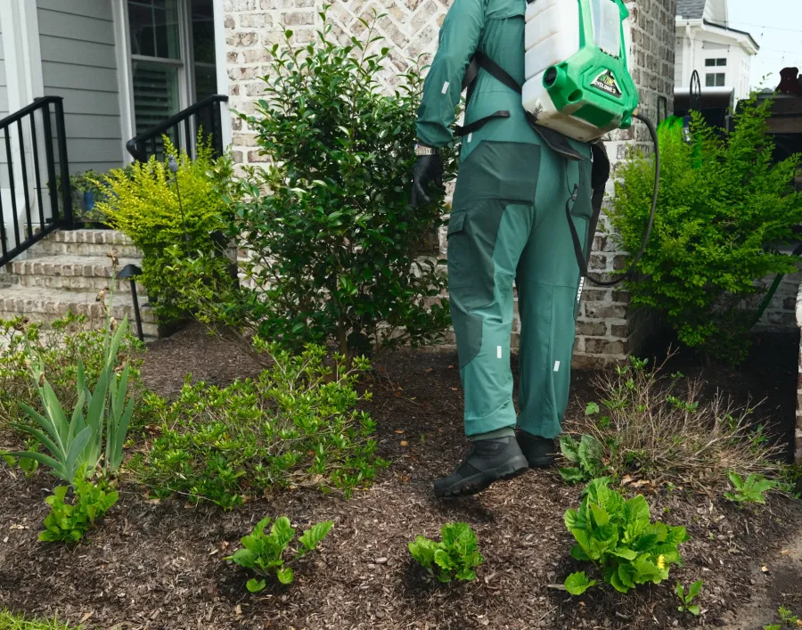 Person in protective gear spraying pesticides on garden plants near a residential home entrance.