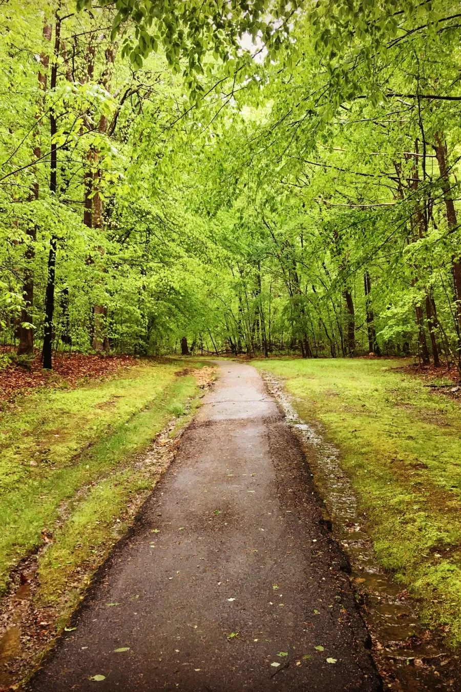 Wet paved path winding through lush green forest with fresh spring leaves and soft grass.